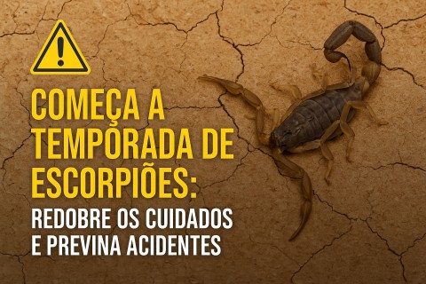 🦂 Atenção Redobrada: Começa a Temporada de Escorpiões em Minas e Região!